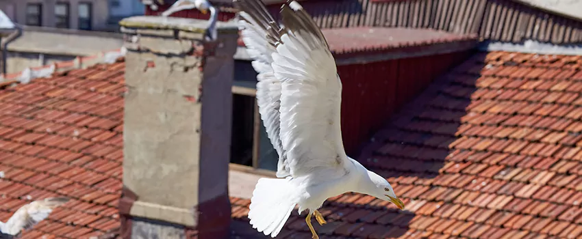 Residential Chimney Animal Removal Solution in Fort Smith, AR